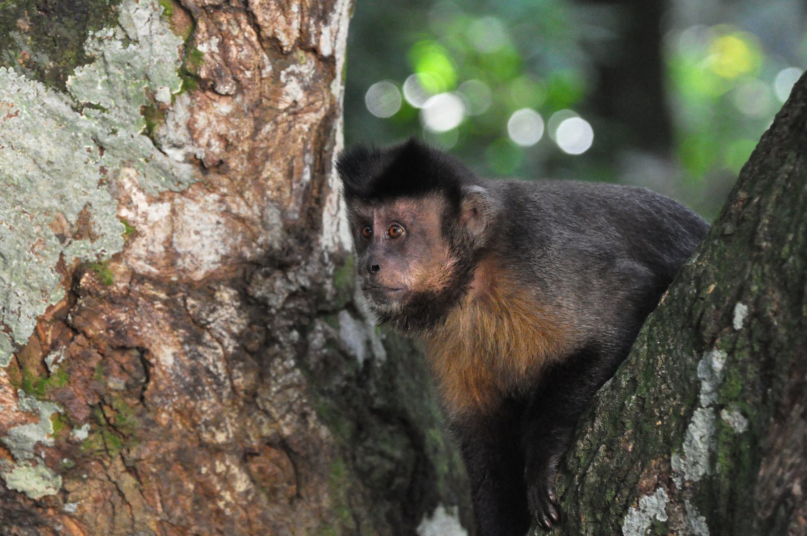 Macacos-prego e Saguis, duas espécies encontradas no Parque Lage. Foto: Riotur.